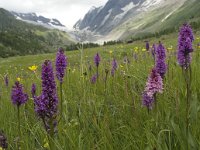 Dactylorhiza majalis 16, Brede orchis, Saxifraga-Willem van Kruijsbergen