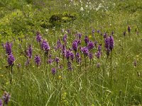 Dactylorhiza majalis 18, Brede orchis, Saxifraga-Willem van Kruijsbergen