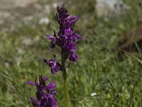 Dactylorhiza majalis 20, Brede orchis, Saxifraga-Willem van Kruijsbergen