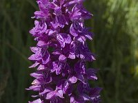 Dactylorhiza majalis 22, Brede orchis, Saxifraga-Marijke Verhagen