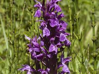 Dactylorhiza majalis 24, Brede orchis, Saxifraga-Marijke Verhagen