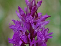 Dactylorhiza majalis 27, Brede orchis, Saxifraga-Willem van Kruijsbergen