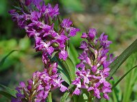 Dactylorhiza majalis 29, Brede orchis, Saxifraga-Willem van Kruijsbergen