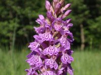 Dactylorhiza majalis 30, Brede orchis, Saxifraga-Jan Willem Jongepier