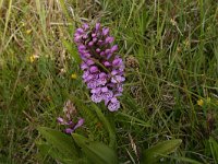 Dactylorhiza majalis 34, Brede orchis, Saxifraga-Hans Boll