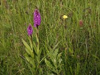 Dactylorhiza majalis 36, Brede orchis, Saxifraga-Hans Boll