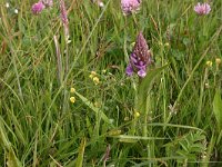 Dactylorhiza majalis 37, Brede orchis, Saxifraga-Hans Boll