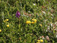 Dactylorhiza majalis 38, Brede orchis, Saxifraga-Hans Boll