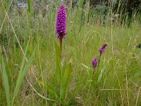 Dactylorhiza majalis 40,  Brede orchis, Saxifraga-Rudmer Zwerver