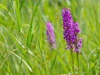 Wild marsh orchids between grass  Wild marsh orchids between grass : Dactylorhiza majalis, Netherlands, atmosphere, copy space, dactylorhiza, england, field, flora, flower, grass, green, insect, landscape, macro, marsh, meadow, mood, natural, nature, one, orchid, orchidaceae, pasture, pink, plant, praetermissa, purple, rural, somerset, southern, spring, summer, tall, vegetation, vertical, wild, wildflower