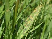 Dactylorhiza majalis 44, Brede orchis, Saxifraga-Sonja Bouwman  545. Brede orchis - Dactylorhiza majalis - Orchidaceae familie (i)