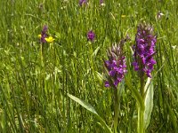 Dactylorhiza majalis 46, Brede orchis, Saxifraga-Jan van der Straaten