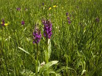 Dactylorhiza majalis 47, Brede orchis, Saxifraga-Jan van der Straaten