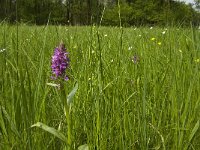 Dactylorhiza majalis 50, Brede orchis, Saxifraga-Jan van der Straaten