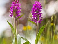 Western marsh orchid  Western marsh orchid (Dactylorhiza majalis) flowering in an ecological  garden in spring : background, bloom, blossom, broad, broad-leaved, close-up, dactylorhiza, ecological, expressing, field, flower, garden, grass, green, growth, landscape, leaf, leaved, macro, majalis, marsh, meadow, nature, orchid, outdoor, pasture, pink, plant, purple, red, spring, summer, uncultivated, western, wild, wildflower