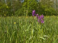 Dactylorhiza majalis 53, Brede orchis, Saxifraga-Jan van der Straaten