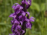 Dactylorhiza majalis 57, Brede orchis, Saxifraga-Jan van der Straaten