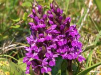 Dactylorhiza majalis 59, Brede orchis, Saxifraga-Hans Dekker