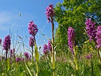 Dactylorhiza majalis 60, Brede orchis, Saxifraga-Hans Dekker