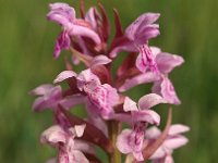 Dactylorhiza majalis 63, Brede orchis, Saxifraga-Hans Dekker