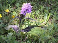 Dactylorhiza majalis 65, Brede orchis, Saxifraga-Peter Meininger