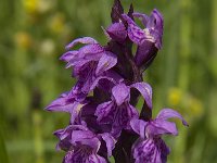 Dactylorhiza majalis 66, Brede orchis, Saxifraga-Jan van der Straaten