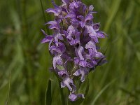 Dactylorhiza majalis 67, Brede orchis, Saxifraga-Jan van der Straaten