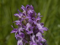 Dactylorhiza majalis 69, Brede orchis, Saxifraga-Jan van der Straaten