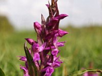 Dactylorhiza majalis 81, Brede orchis, Saxifraga-Hans Dekker