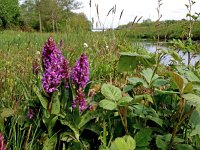 Dactylorhiza majalis 82, Brede orchis, Saxifraga-Hans Dekker