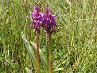 Dactylorhiza majalis 84, Brede orchis, Saxifraga-Hans Dekker