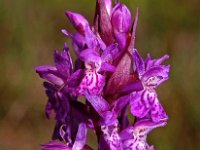 Dactylorhiza majalis 85, Brede orchis, Saxifraga-Hans Dekker