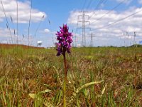 Dactylorhiza majalis 86, Brede orchis, Saxifraga-Hans Dekker