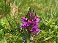 Dactylorhiza majalis 87, Brede orchis, Saxifraga-Hans Dekker