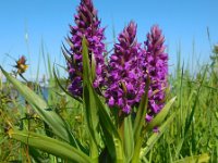 Dactylorhiza majalis 98, Brede orchis, Saxifraga-Ed Stikvoort