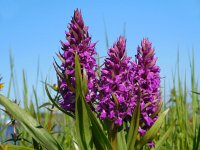 Dactylorhiza majalis 99, Brede orchis, Saxifraga-Ed Stikvoort