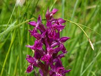 Dactylorhiza majalis ssp alpestris 105, Saxifraga-Hans Dekker