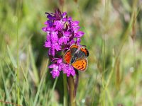 Dactylorhiza majalis ssp majalis 73, Brede orchis, Saxifraga-Bart Vastenhouw