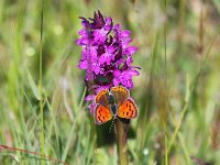 Dactylorhiza majalis ssp majalis 74, Brede orchis, Saxifraga-Bart Vastenhouw