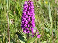 Dactylorhiza majalis ssp majalis 76, Brede orchis, Saxifraga-Bart Vastenhouw