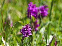 Dactylorhiza majalis ssp majalis 90, Brede orchis, Saxifraga-Bart Vastenhouw