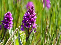 Dactylorhiza majalis ssp majalis 91, Brede orchis, Saxifraga-Bart Vastenhouw