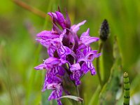 Dactylorhiza majalis ssp majalis 94, Brede orchis, Saxifraga-Bart Vastenhouw