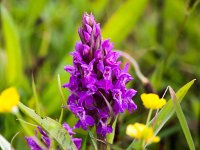 Dactylorhiza majalis ssp majalis 96, Brede orchis, Saxifraga-Bart Vastenhouw