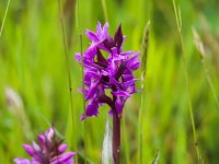 Dactylorhiza majalis ssp majalis 97, Brede orchis, Saxifraga-Bart Vastenhouw