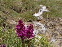 Dactylorhiza majalis var alpestris 115, Saxifraga-Harry Jans