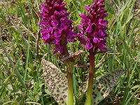 Dactylorhiza majalis var alpestris 117, Saxifraga-Harry Jans