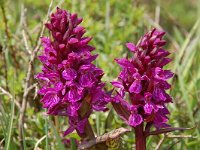 Dactylorhiza majalis var alpestris 118, Saxifraga-Harry Jans