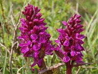 Dactylorhiza majalis var alpestris 49, Saxifraga-Harry Jans