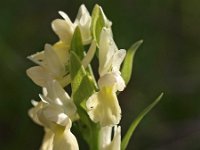 Dactylorhiza markusii 2, Saxifraga-Hans Dekker